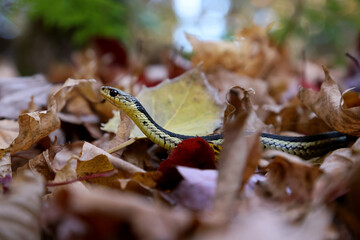 Common garter snake Thamnophis sirtalis slithering through leaf litter on the forest floor