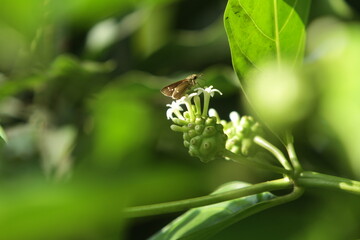 bee on a flower