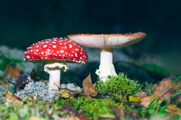 Mature Amanita Muscaria, Known as the Fly Agaric or Fly Amanita: Healing and Medicinal Mushroom with Red Cap Growing in Forest. Can Be Used for Micro Dosing, Spiritual Practices and Shaman Rituals