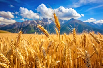Fototapeta premium Wheat field and blue sky with mountains in the background macro