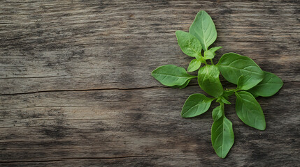 Fresh origano branch leaf isolated on a wooden table