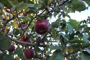 apples from the farm. Hull-O Farms - Durham, New York
