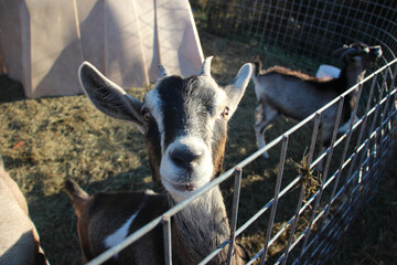 goat on the farm, white with black stripes. Hull-O Farms - Durham, New York