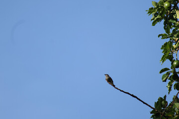 bird on a branch