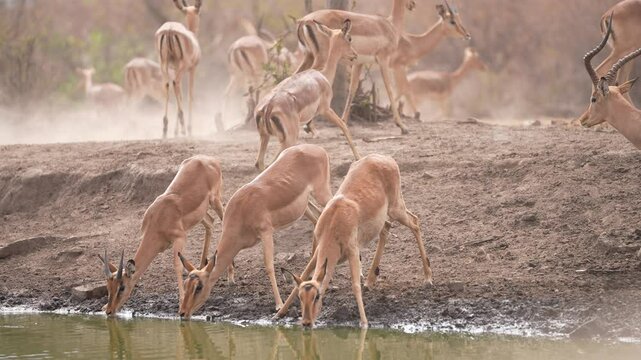 Impala or rooibok (Aepyceros melampus) is a medium-sized antelope found in eastern and southern Africa. Herd of antelope drinking water at a waterhole in the drought stricken southern Africa