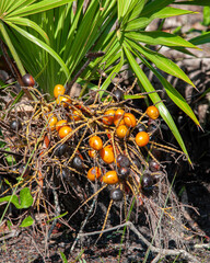 Closeup of the orange to black berries of Saw Palmetto, Serenoa repens, in the wild. The fruits are harvested today for use in herbal medicines. They are also eaten by wildlife. Vertical.