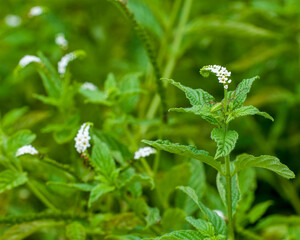 Scorpion Tail, Heliotropium angiospermum, Selective focus on foreground curved white flower spike...
