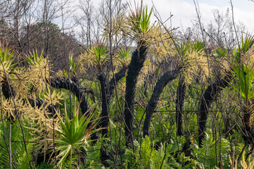 An unusual population of Saw Palmettos growing upright. Usually they grow prostrate and stay low....