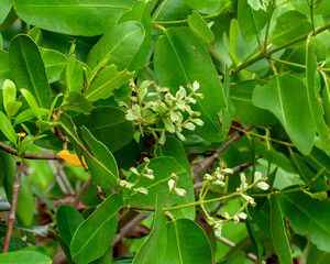 White Mangrove, Laguncularia racemosa. Closeup of the small, inconspicuous white flowers and bright green foliage. It is a tropical tree native to coastal Florida, the Caribbean and Central America.