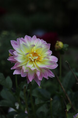 꽃물방울