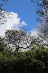 정글의 밀림