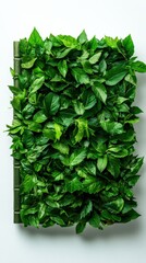 Naklejka premium Green leaves covering a book, white isolated background.
