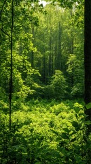 Obraz premium Lush green forest with sunlight filtering through the trees, creating a tranquil atmosphere.