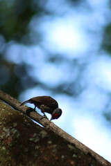 little woodpecker
