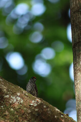 little woodpecker on a tree