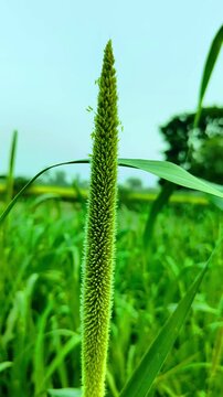 green wheat field