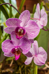 Purple orchid flowers