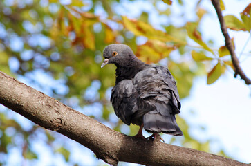 pigeon on a branch
