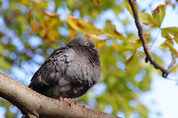 pigeon on a branch