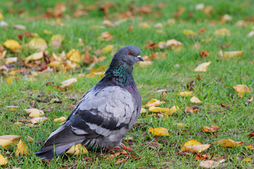 pigeon on grass