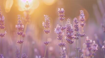 Obraz premium Lavender flowers in the rays of the setting sun. Nature background