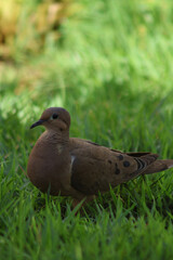 little dove