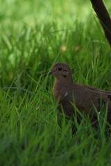 dove