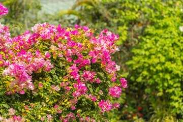 Obraz premium purple bougainvillea flowers in garden