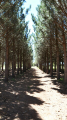 Fototapeta premium A dirt path winds through a dense pine forest.
