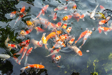 Koi carps swimming in the Pond