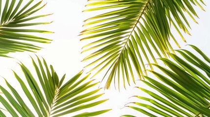 Obraz premium Palm Tree Leaves Against Bright Sky