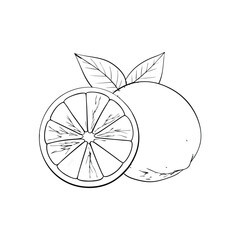 Grapefruit hand-drawn vector illustration Isolated white background.