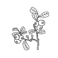 Hand drawn illustration with cowberry. Stylized picture of branch with lingonberry berries and leaves in sketchy style. Vaccinium vitis-idaea, mountain cranberry outline icon. Summer, autumn harvest.