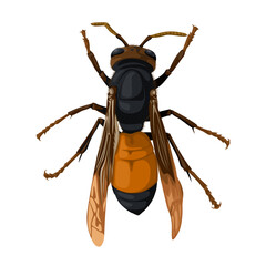 Vector illustration of lesser banded hornet, scientific name Vespa affinis, isolated on white background.
