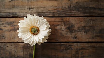 Fototapeta premium white flower isolated on a wooden table
