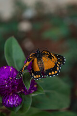 butterfly on flower