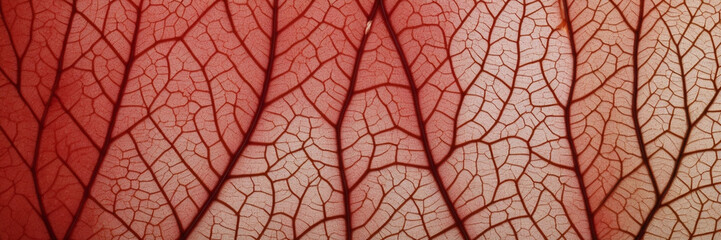 Obraz premium background of lines