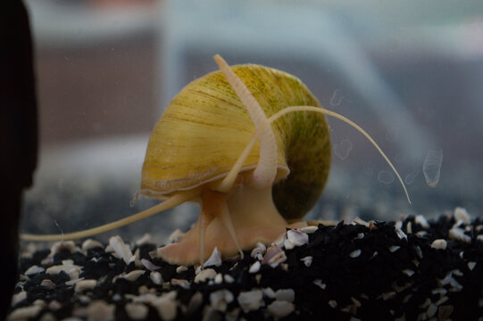 Ampularia