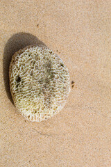 White coral rocks with a rough texture on the beach.