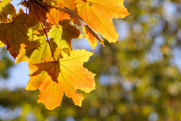 maple leaves in autumn