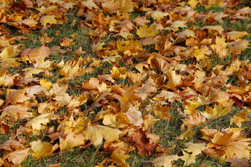 autumn leaves background