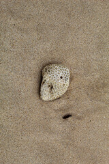 White coral rocks with a rough texture on the beach.