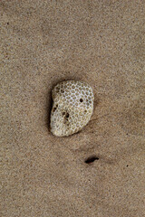 White coral rocks with a rough texture on the beach.