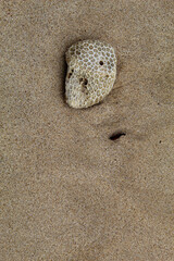 White coral rocks with a rough texture on the beach.