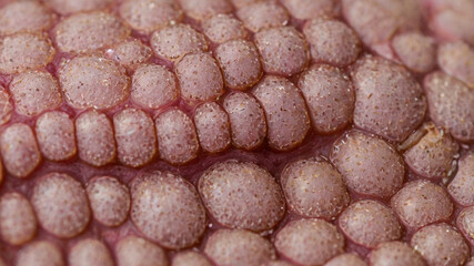 close up of a pile of cones