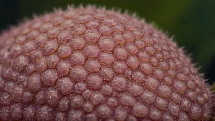 close up of a macro