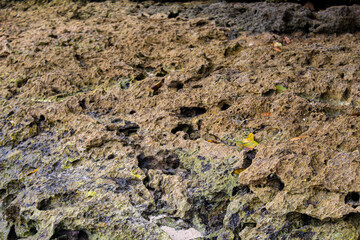 Large coral rocks with a rough texture on the beach.