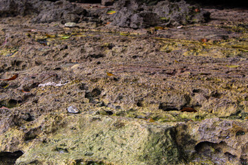 Large coral rocks with a rough texture on the beach.