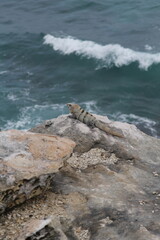 gray iguana laying down on a rock with blue sea in the background in Isla Mujeres, Mexico