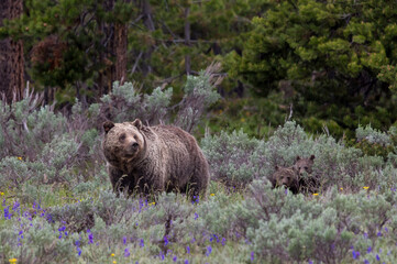 Grizzly 399